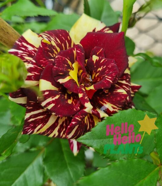Rose 'Abracadabra'