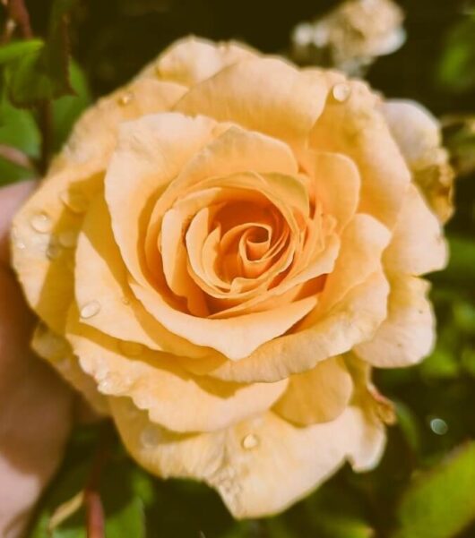 Rose 'Cappuccino' Rose
