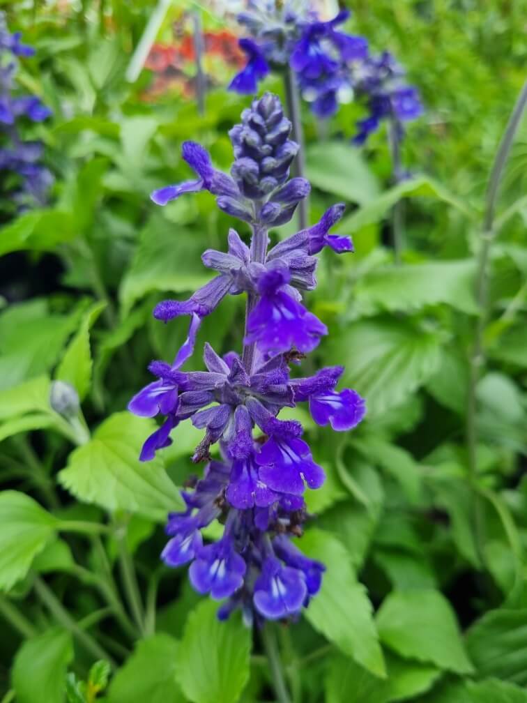 Mystic Spires Salvia