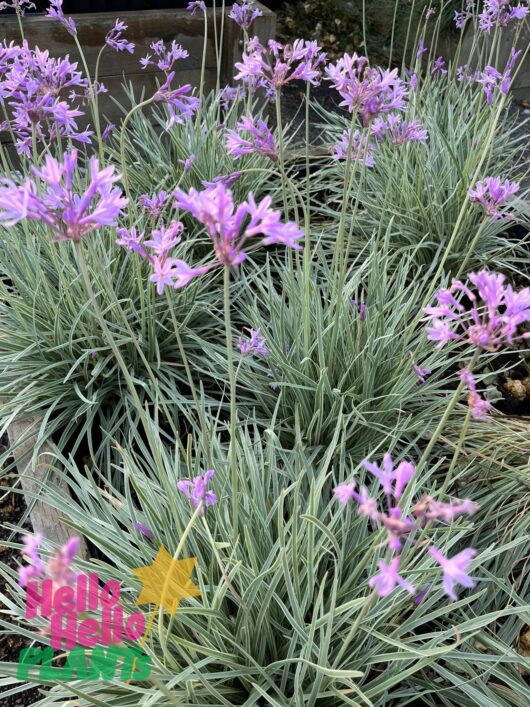 Tulbaghia 'Society Garlic' Variegated 3" Pot