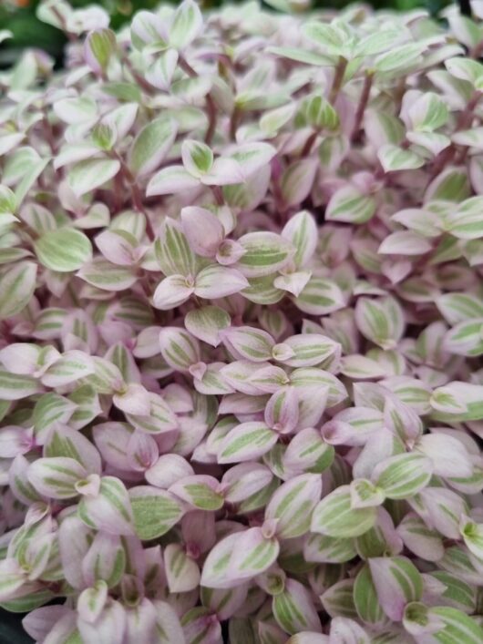 Callisia 'Pink Panther'