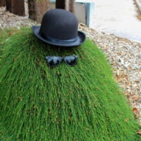 A Casuarina 'Cousin It' bush with a rounded top is playfully decorated with a black bowler hat and sunglasses, giving it a fun, human-like look.