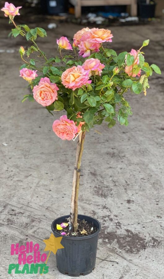 Rose 'Chicago Peace' 2ft Standard