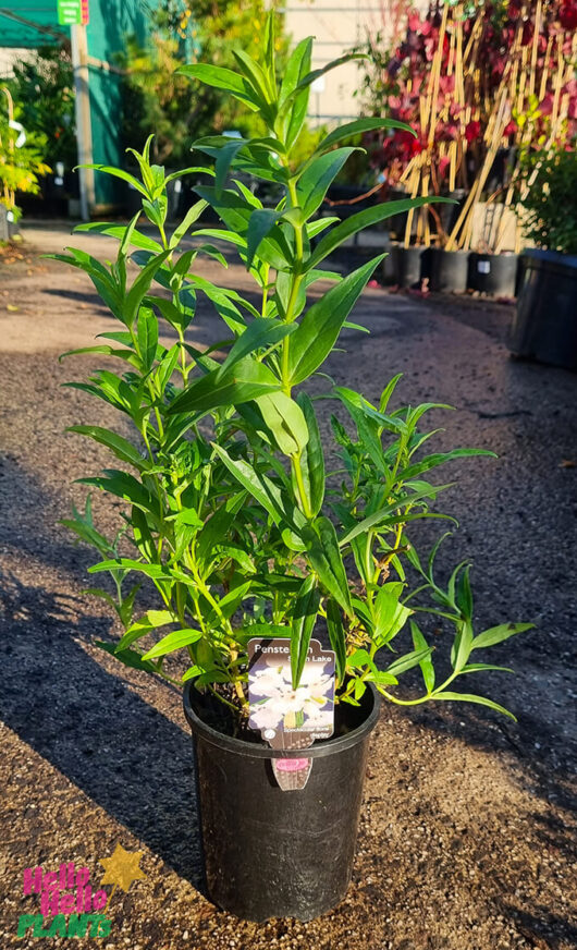 Penstemon 'Swan Lake' 6" Pot