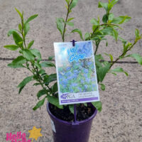Plumbago 'Royal Cape' 6" Pot