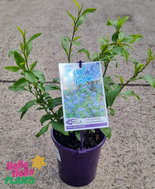 Plumbago 'Royal Cape' 6" Pot