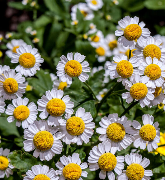 Hello Hello Plants Nursery Campbellfield Melbourne Victoria Australia Pyrethrum daisy close