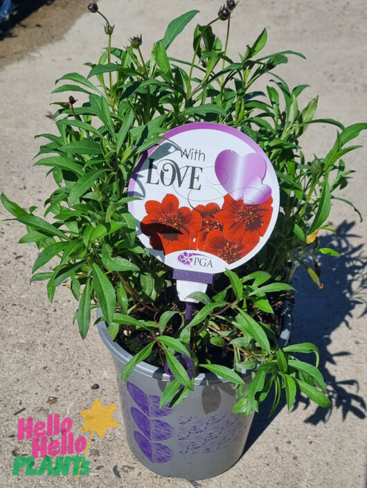 Cosmos 'Chocoholic' 8" Pot