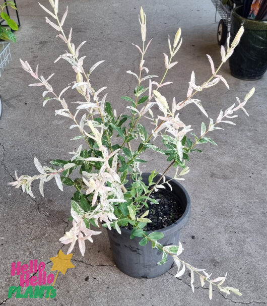 Salix 'Hakuro Nishiki' Variegated Willow 12" Pot