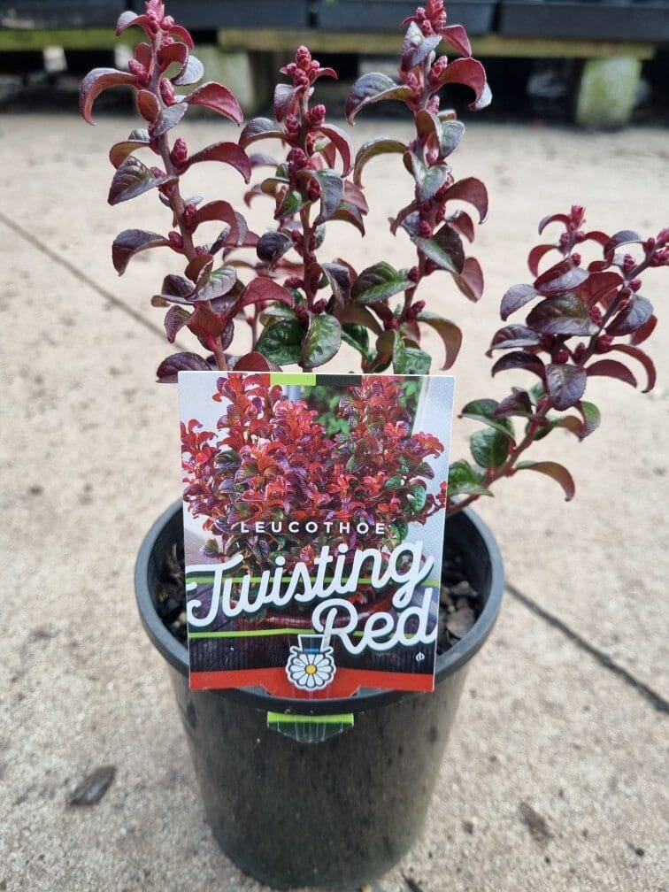 Tid Usikker medlem Leucothoe 'Twisting Red®' 6" Pot - Hello Hello Plants & Garden Supplies