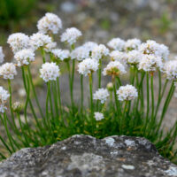 A cluster of Armeria 'Sea Thrift' White flowers with long green stems grows from grassy ground, set behind a gray rock against a soft-focus outdoor background.