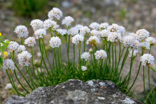 Armeria 'Sea Thrift' White 3" Pot