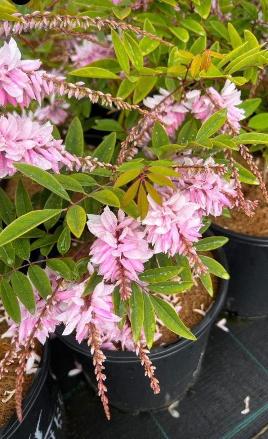 Indigofera decora Summer Wisteria Bush Wisteria 8inch Pot