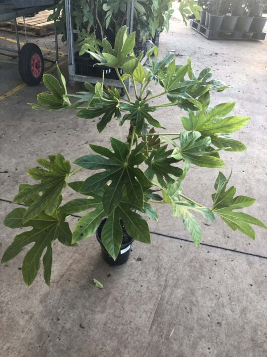 A potted Fatsia 'Japanese Aralia' 7" Pot plant with large, glossy green leaves, positioned on a concrete floor in a shaded garden center.