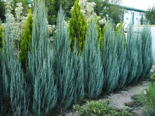 Juniperus 'Blue Arrow'