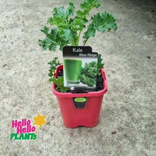 Kale 'Blue' 4" Pot