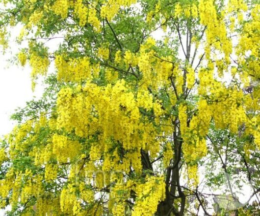 Lush green Laburnum 'Golden Chain Tree' branches densely covered with vivid yellow flowers, capturing a vibrant, natural scene.