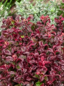 Close-up of red and green textured Leucothoe 'Twisting Red®' 7" Pot leaves with water droplets on them, against a blurred background of assorted plants.