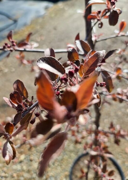 Malus 'Profusion' Crab Apple