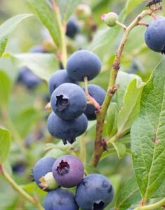 Ripe blueberries of the Vaccinium 'Margaret' Blueberry 6" Pot variety on a branch surrounded by green leaves, with a blurred background.