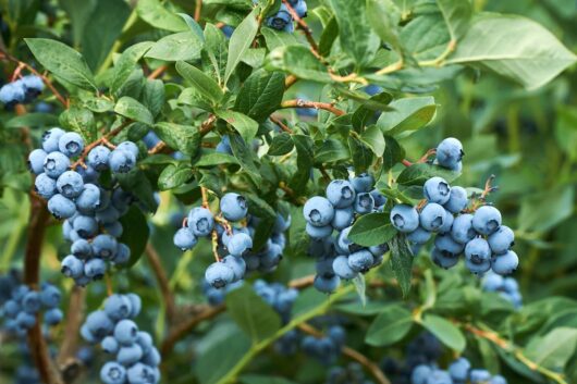 Clusters of ripe Vaccinium 'Margaret' Blueberries on the branches surrounded by green leaves in a 6" pot.