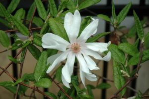 A white Magnolia 'Ballerina' 12" Pot flower with dew drops on its petals, surrounded by glossy green leaves against a dark background.