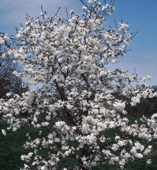 A full-blossomed Magnolia 'Ballerina' 12" Pot tree with white flowers under a clear blue sky.