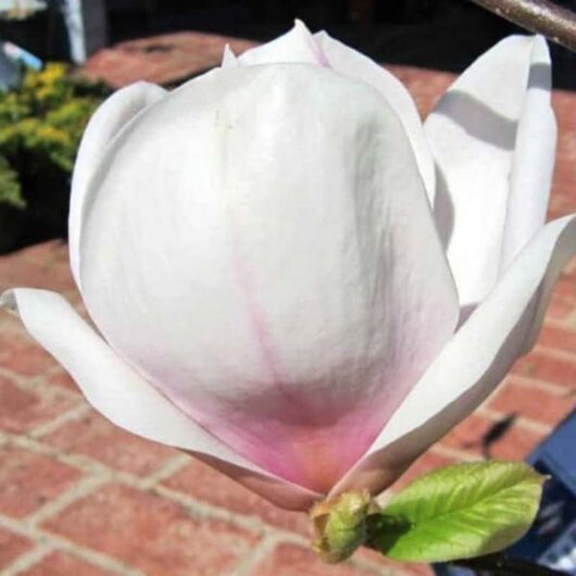 Close-up of a white Magnolia 'San Jose' 12" Pot flower with pink accents, blooming against a blurred brick background.