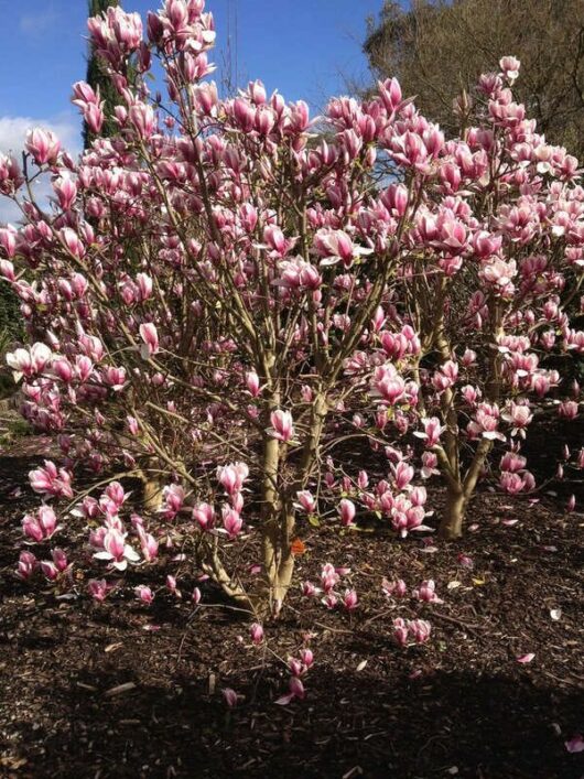 Magnolia 'Burgundy Glow' 13" Pot tree in full bloom with pink and white flowers against a partly cloudy sky.