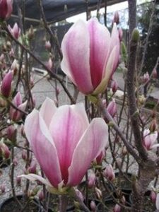 Two pink Magnolia 'Burgundy Glow' 13" Pot blossoms near opening, surrounded by unopened buds, against a blurred fence and garden background.