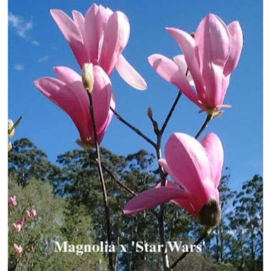 Sentence with product name: Pink Magnolia 'Star Wars' 12" Pot flowers against a clear blue sky, with prominent blooms and a budding flower on a branch.