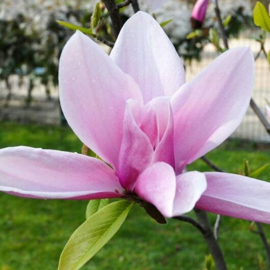 Close-up of a pink Magnolia 'Star Wars' 12" Pot bloom with dewdrops, against a softly blurred background of greenery and white blossoms.