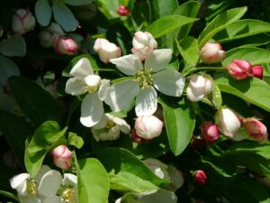 Close-up of white flowers and pink buds amidst green leaves on a Malus 'Cinderella®' Dwarf Crab Apple 12" Pot.