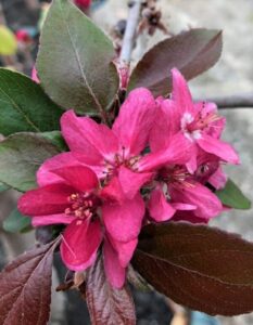 Close-up of vibrant pink blossoms on a Red Flowering Crab Apple branch, surrounded by green and reddish-brown leaves against a blurred background. The Malus ioensis 'Red Flowering Crab Apple' 10" Pot enhances the Malus ioensis's beauty.