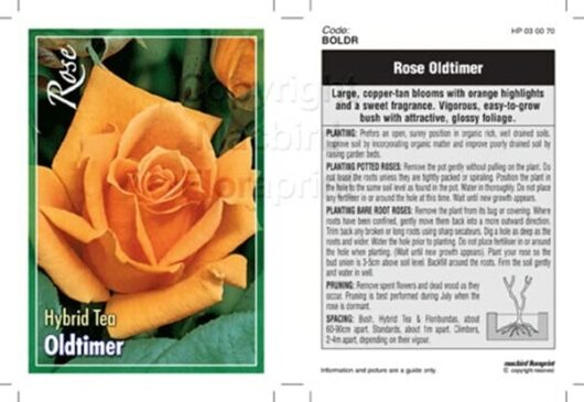 Image showing a brochure page for "Rose 'Oldtimer' Bush Form" with a photo of orange roses on the left and detailed care instructions on the right.