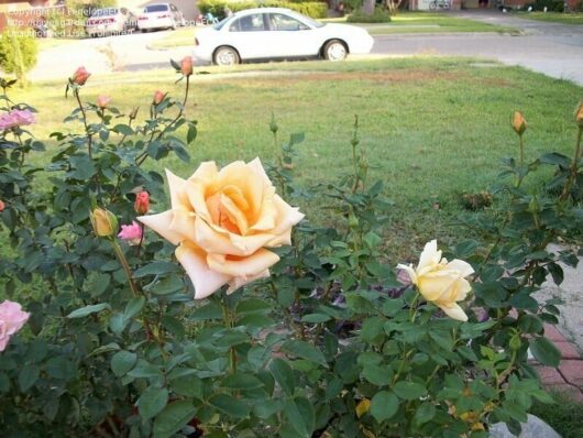 A vibrant close-up of a blooming Peach Rose 'Oldtimer' Bush Form in a garden, with smaller buds and a white car in the blurry background.