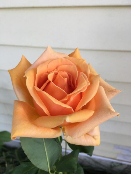 Close-up of a vibrant orange Rose 'Oldtimer' Bush Form with layered petals against a blurred white siding background.