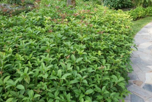 Lush green garden with dense shrubs of Osmanthus fragrans 'Sweet Osmanthus' and a curved stone path on the side.