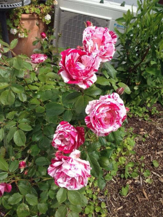 Pink and white striped Rose 'Papageno' Bush Form blooming beside an air conditioning unit in a garden with mulch and greenery.
