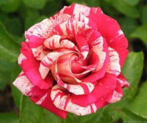 A close-up of a Rose 'Papageno' Bush Form with red and white striped petals against a green leafy background.