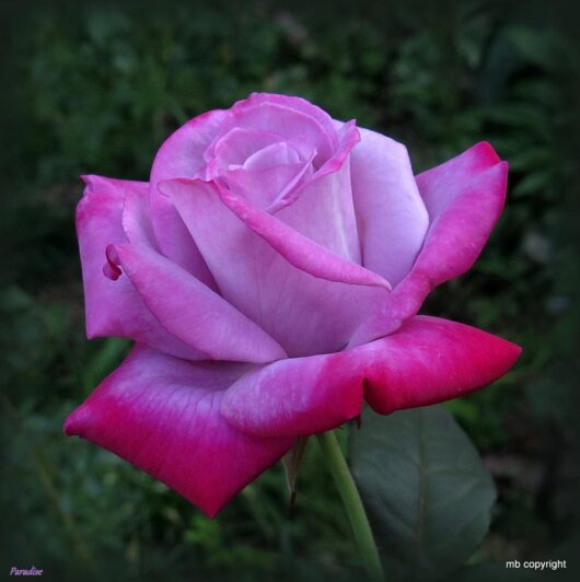A Rose 'Paradise™' in full bloom, its pink and purple petals contrasting beautifully with the lush green leaves in the background.