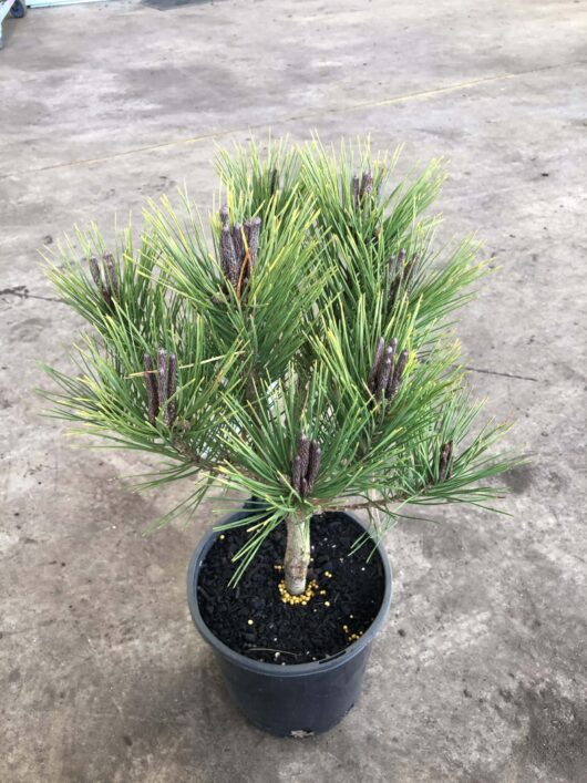 Pinus 'Osmaston Compact' 8" Pot tree with vibrant green needles and visible brown cones, positioned on a concrete floor.