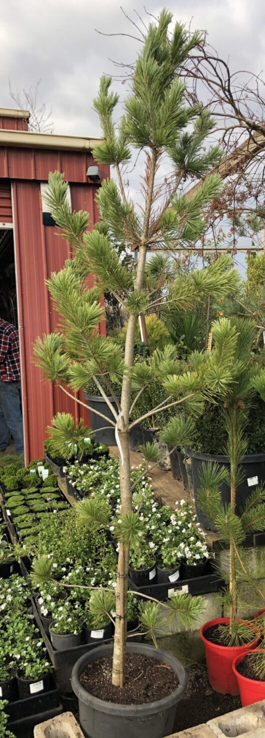 Young Pinus 'Vanderwolfs Pyramid' tree growing in a 16'' black pot at a plant nursery, with other plants and a red building in the background.