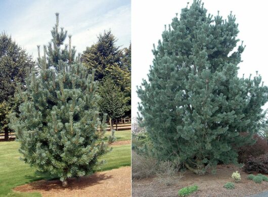 Two images of Pinus 'Vanderwolfs Pyramid' trees in different settings, one in a manicured lawn and another in a natural bushy area.