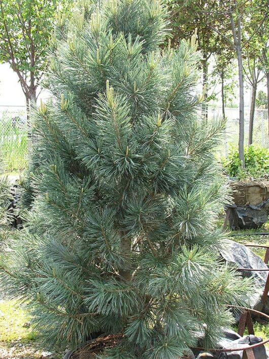 A dense Pinus 'Vanderwolfs Pyramid' 16'' Pot with lush green needles growing in a garden setting, with other plants and a partial view of a bench in the background.