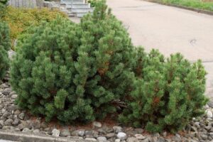 A cluster of bushy Pinus 'Mountain Pine' (Dwarf) shrubs growing beside a paved pathway, surrounded by a bed of small rocks.