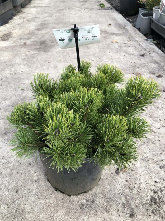 A potted Pinus 'Mountain Pine' (Dwarf) 8" Pot plant with vibrant green needles, displayed on a concrete surface with a plant information tag.