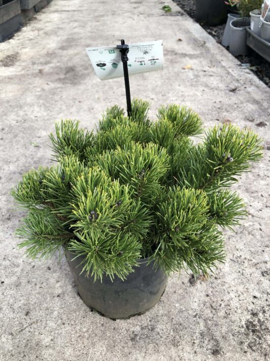 A potted Pinus 'Mountain Pine' (Dwarf) 8" Pot plant with vibrant green needles, displayed on a concrete surface with a plant information tag.