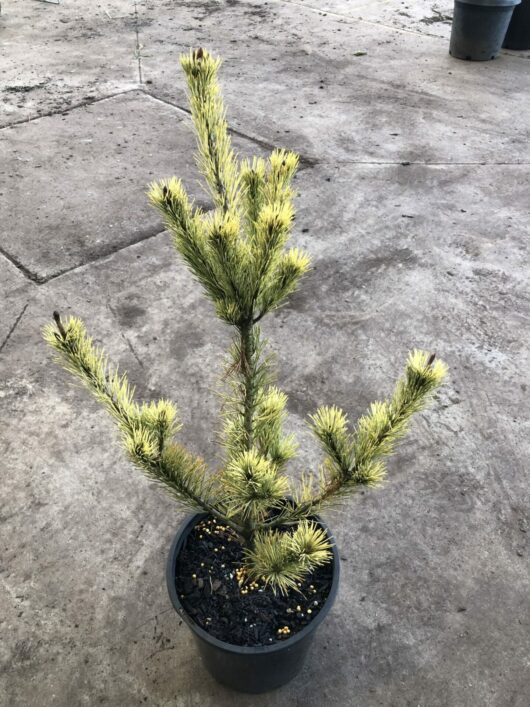 A small Pinus 'Ogon Goyo' 8" Pot with sparse yellow-green needles, planted in a black pot on a concrete surface.