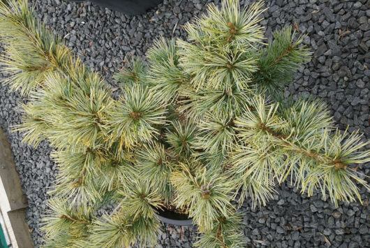 Pinus 'Ogon Goyo' 8" Pot, with yellow and green needles, sitting on gray gravel.